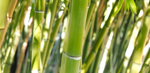 Green bamboo forest Phyllostachys dulcis