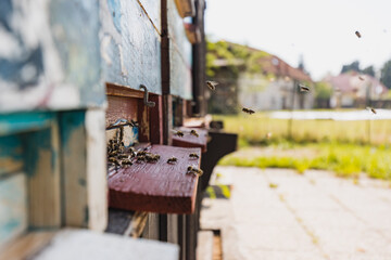 Honey bees activity, flying around and entering open wooden beehives, close-up shot. Apiary life and beekeeping concept.