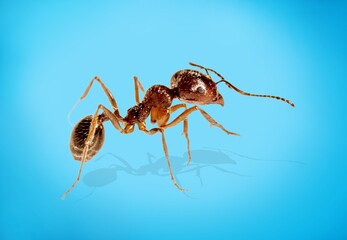 Red wild wood ant on floor