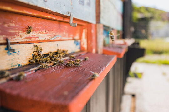 Worker Bees, Flying Out And Returning To The Beekeeper's Hive, A Clean, Dark, Sheltered Home To Produce Honey, Close Up Shot.