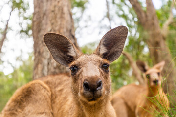 Free kangaroo