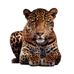 Foto op Plexiglas Jaguar, Panther, front view, isolated on background © Tidarat