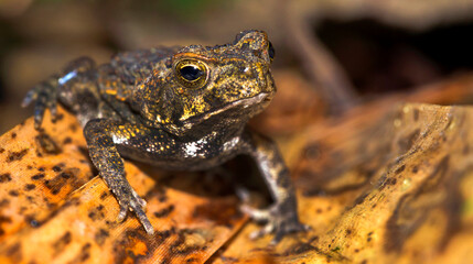 Tropical Frog, Tropical Rainforest, Marino Ballena National Park, Uvita de Osa, Puntarenas, Costa Rica, America