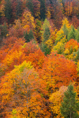 Autumn Mixed Forest, Bavarian Alps, Hohenschwangau, Füssen, Ostallgäu, Bavaria, Germany, Europe