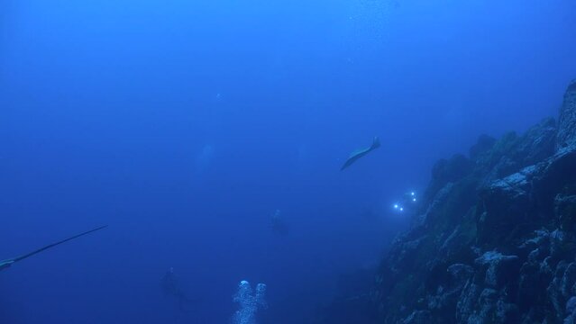 Stingrays swimming towards camera with scuba divers in the background