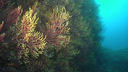 Diving along yellow and red sea fans with blue ocean as backdrop