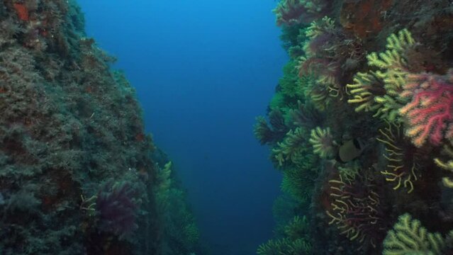 Diving through canyon with sea fans and blue ocean in background