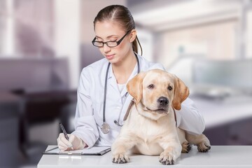 Fototapeta na wymiar Veterinarian doctor with cute domestic dog in clinic
