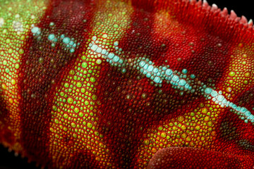 Chameleon skin detail (Furcifer pardalis)
