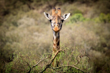 Tiere auf der Safari in Nakuru
