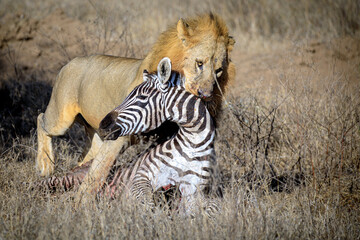 Tiere auf der Safari in Nakuru
