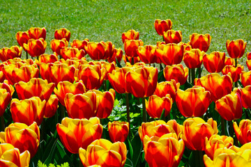 kwitnące tulipany, czerwono-żółte tulipany, tulipa, 	