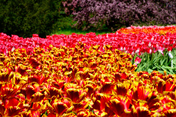 Tulipany - wiosna - spring, Tulipa, pole tulipanów, krajobraz z polem kolorowych tulipanów 
