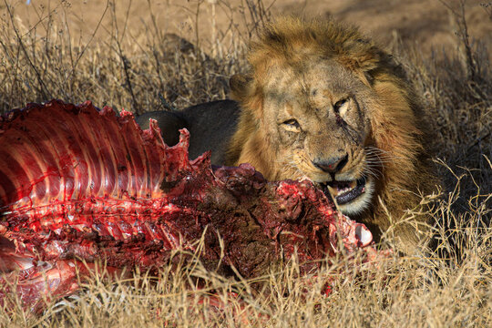 Tiere auf der Safari in Nakuru
