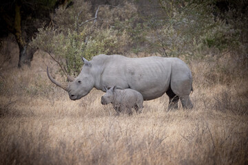 Fototapeta premium Tiere auf der Safari in Nakuru 