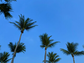 Obraz na płótnie Canvas Bottom Up View Coconut Palm Trees on Blue Sky Background