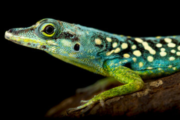 Martinique anole (Anolis roquet summus) male