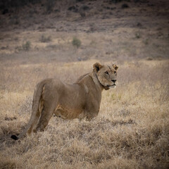 Fototapeta na wymiar Tiere auf der Safari in Nakuru 