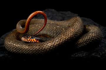 Redbelly water snake (Nerodia erythrogaster erythrogaster)