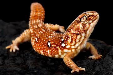 South African giant ground gecko (Chondrodactylus angulifer)