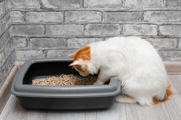 cat learning to walk in the litter box.