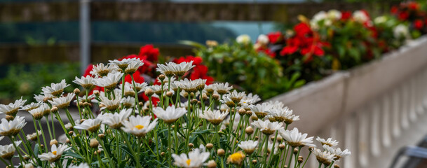 Beautiful flower bed bloom in the garden. A flower bed of colourful flowers, with a shallow depth of field.
