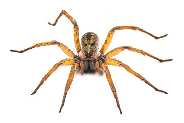 Carolina wolf spider - Hogna carolinensis - facing camera,  extreme detail throughout, isolated cutout on white