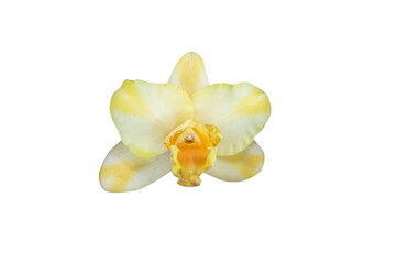 Naklejka na ściany i meble Orchid flowers are beautiful when the sun shines. 