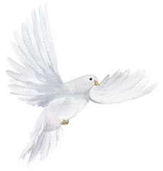 Watercolor white dove. Hand drawn watercolor illustration. decorative design elements.