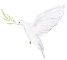 Watercolor white dove and olive branches. Hand drawn watercolor illustration. decorative design elements.