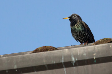 Common starling