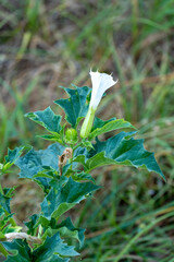 Datura stramonium. Hallucinogen plant Devil's Trumpet, also called Jimsonweed.