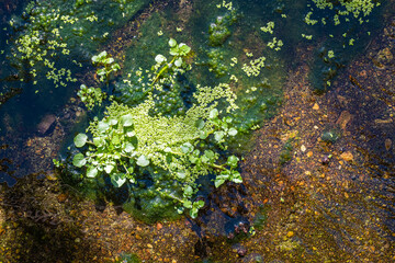 green duckweed, Lemna minor, and green swamp algae or Wolffia globosa floating on water in the pond