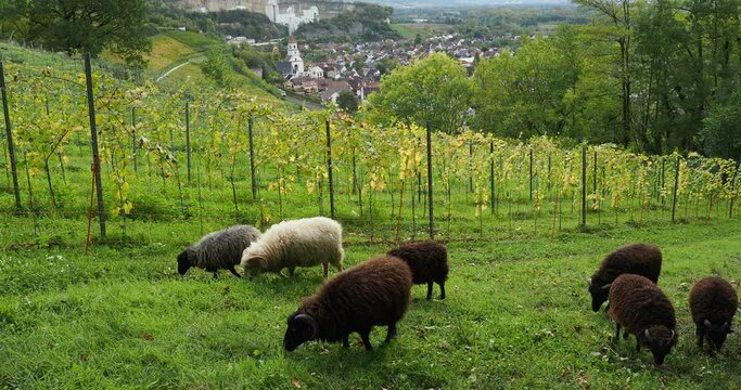 Istein (Efringen-Kirchen), commune allemande du Bade-Wurtemberg. Moutons d'Ouessant p&acirc;turant entre les vignes  