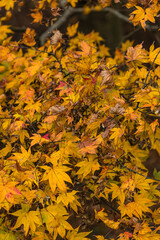 黄色に染まった葉っぱ