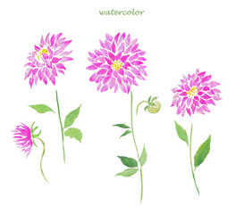  Dahlia , pink dahlias , flowers, floral illustration, blossom, watercolor illustration , flora