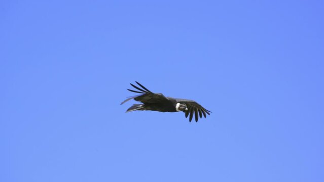 Andean condor in flight showing off its wingspan. Slow motion. Argentina.