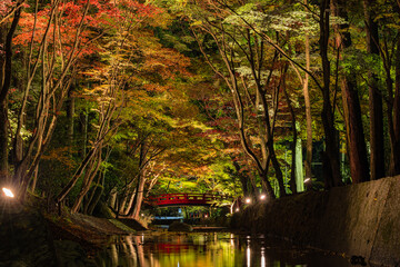 日本　静岡県周智郡森町にある小國神社のライトアップされた紅葉