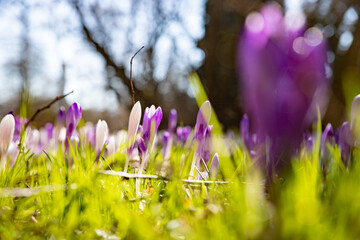 Krokus im Fr&uuml;hling
