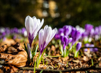 Krokus im Fr&uuml;hling