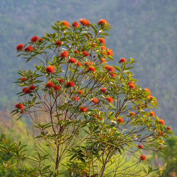 View of xanthostemon youngii aka crimson penda or red penda tree blooming outdoors in bright morning light on natural background