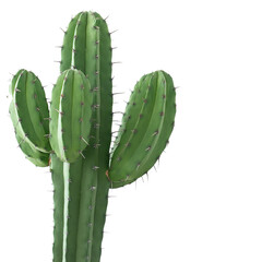 cactus transparent background