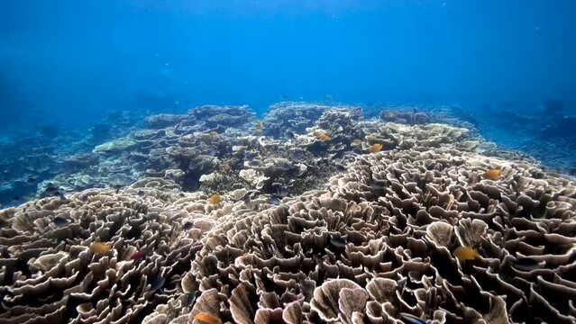 Swimming over spectacular healthy coral reef marine ecosystem