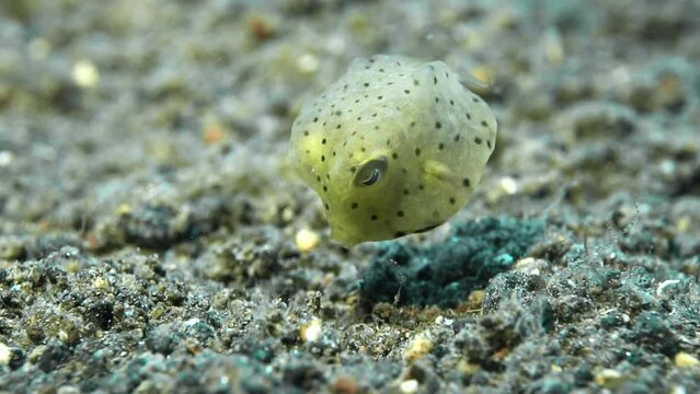 Cute baby boxfish nibbling sandy underwater bottom