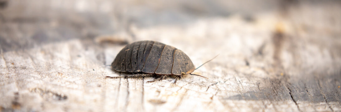 Turtle Cockroach Vanwaerebeki Images – Browse 61 Stock Photos, Vectors, and Video ...