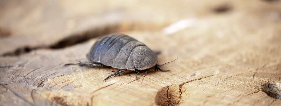 Turtle Cockroach Vanwaerebeki Images – Browse 61 Stock Photos, Vectors, and Video ...