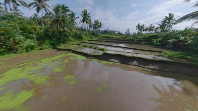 FPV Drone dolley shot over the rice terraces fields filled with water in Bali.