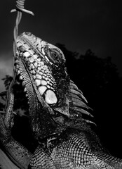 a photo of an iguana in black and white