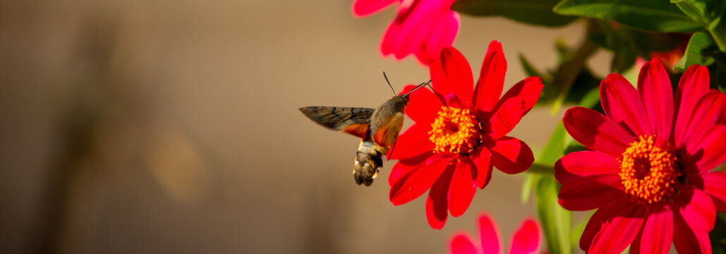 Hummingbird hawk-moth hovering over flower. The butterfly flies over flowers and feeds on nectar. Spring wildlife background.