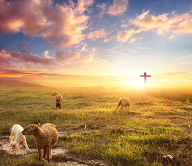 Flock of sheep on cross and sunset background